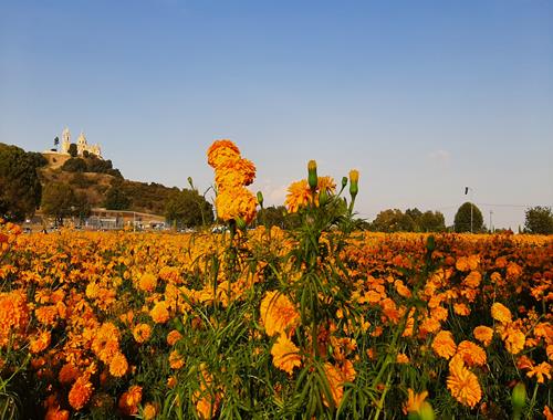 Turitour Atlixco & Cholula