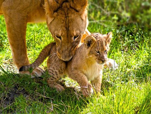 Turitour Africam Safari