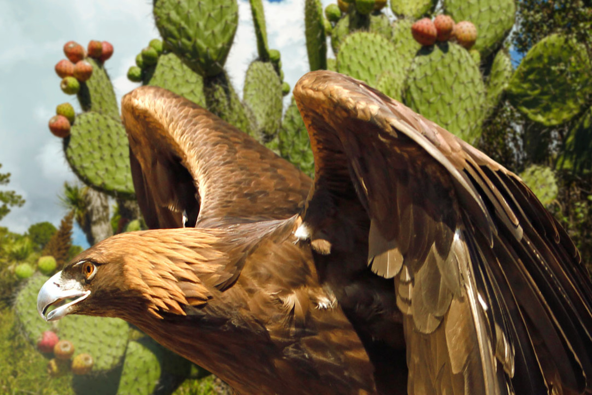 Turitour Africam Safari