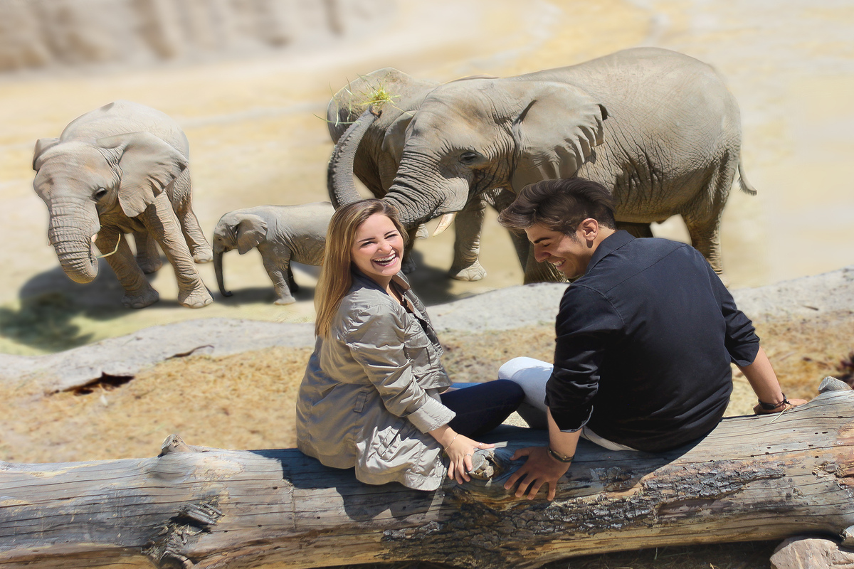 Turitour Africam Safari