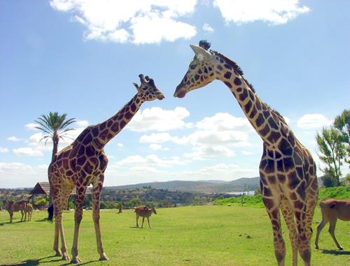 Turitour Africam Safari