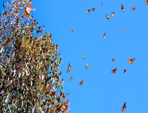 Turitour Mariposa Monarca & Valle de Bravo