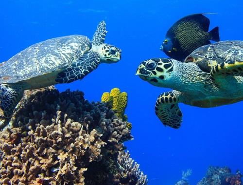 Turibus + Acuario Inbursa