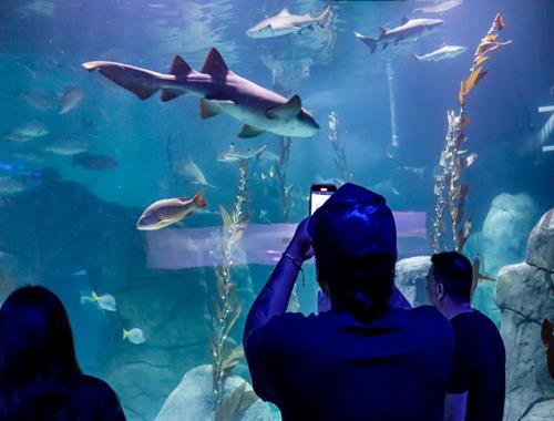 Turibus + Acuario Michin