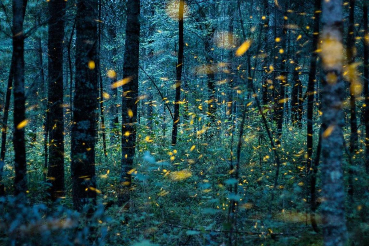 Turitour Fireflies & Tlaxco