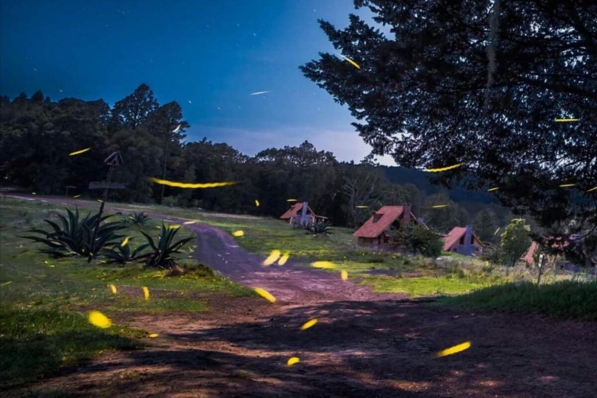 Turitour Fireflies & Tlaxco
