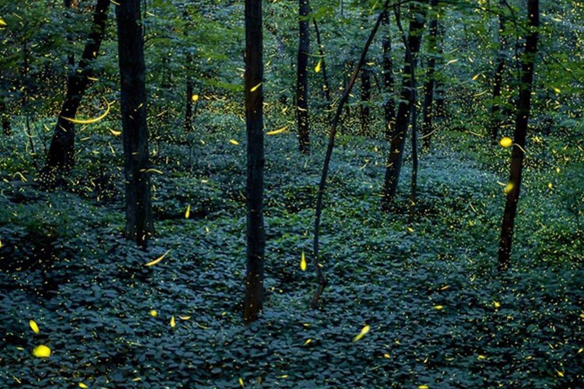 Turitour Fireflies & Tlaxco